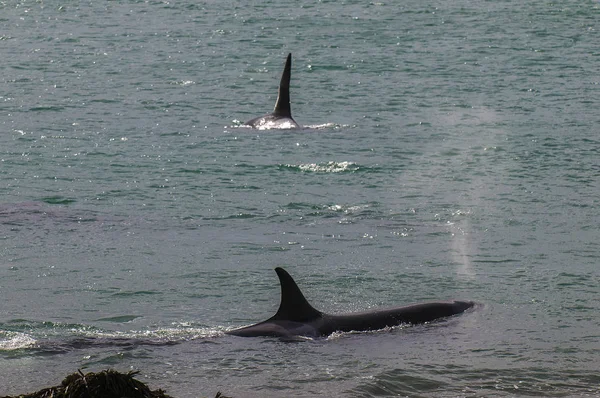 Orca Vis Patagonia Argentinië — Stockfoto