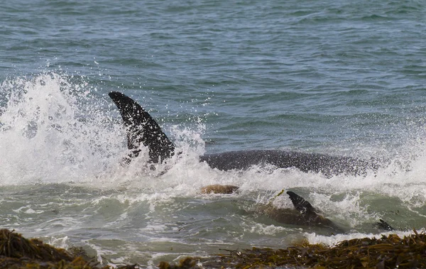 Orca Fish Patagonia Argentina — Fotografia de Stock