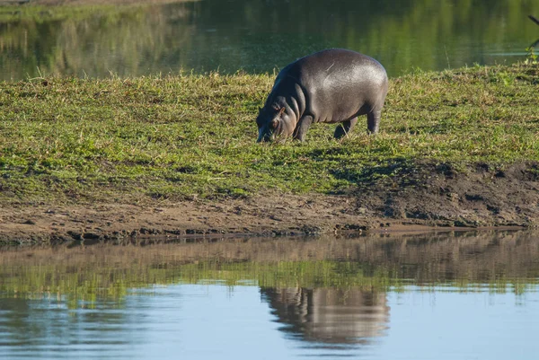 Hippo Dans Nature Sauvage Afrique Sud — Photo