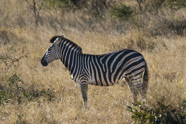 Common Zebra in wild nature of South, Africa