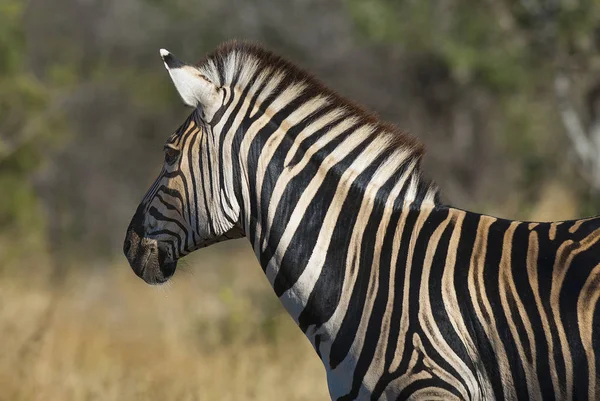 Güney Afrika Vahşi Doğada Yaygın Zebra — Stok fotoğraf