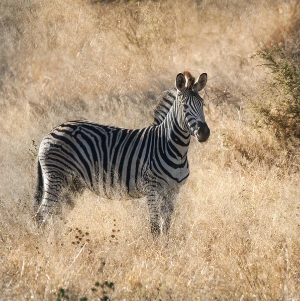 Загальні Зебра Дикої Природи Південної Африки — стокове фото