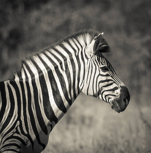 Зебра в дикой природе Южной Африки
