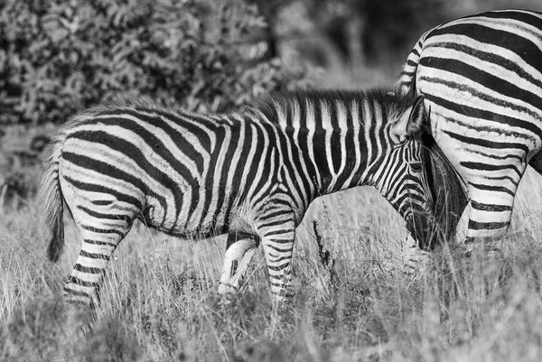 Cebras Comunes Naturaleza Salvaje Sudáfrica — Foto de Stock