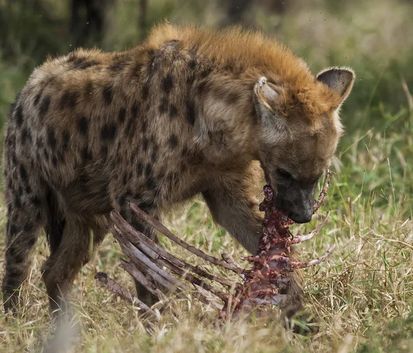 Hyena Vild Natur Sydafrika — Stockfoto