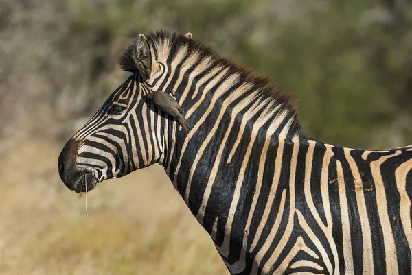 Загальні Зебра Дикої Природи Південної Африки — стокове фото