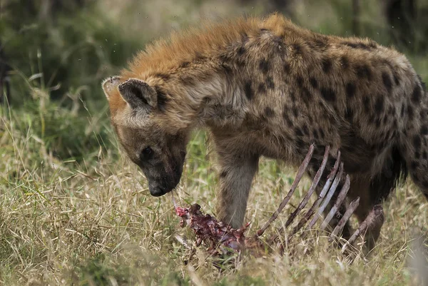 Hyena Divoké Přírody Jižní Afriky — Stock fotografie