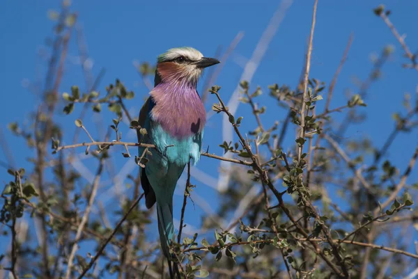 Rolo Peito Lilás África Sul — Fotografia de Stock