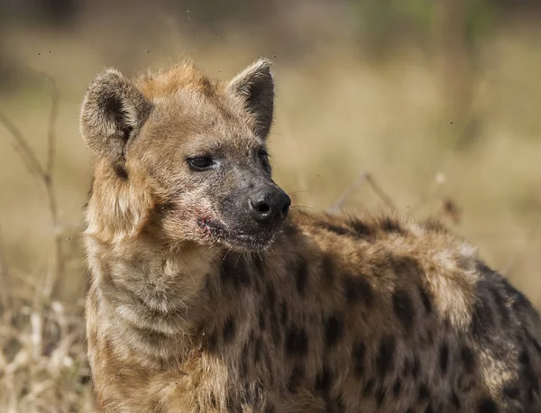 Hyena Wilde Natuur Van Zuid Afrika — Stockfoto