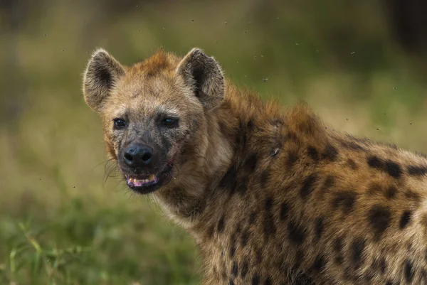 Hyena Wilde Natuur Van Zuid Afrika — Stockfoto