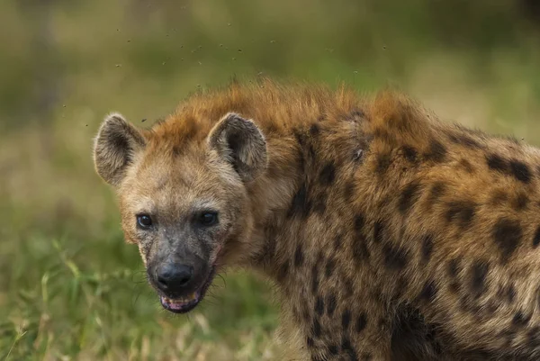 Hyena Natureza Selvagem África Sul — Fotografia de Stock