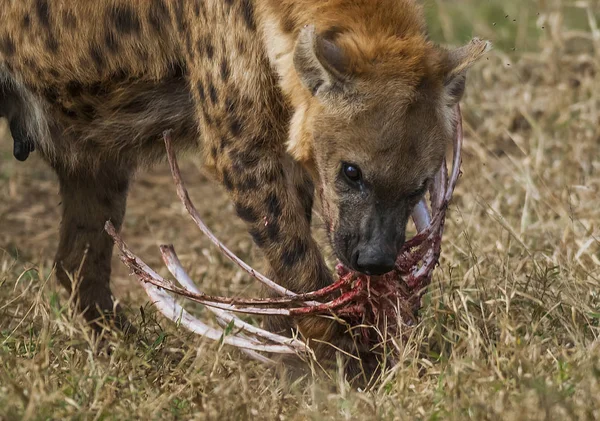Hyena Vild Natur Sydafrika — Stockfoto