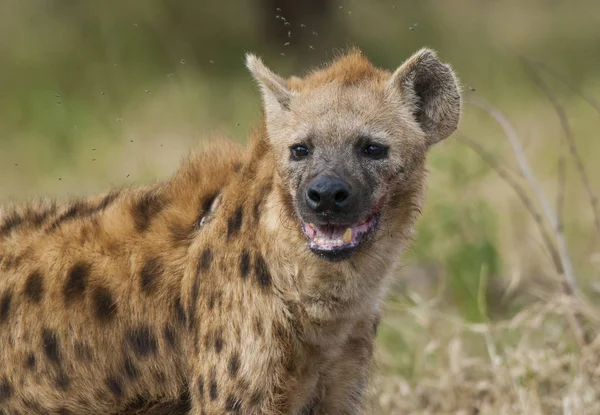 Hyena Wilde Natuur Van Zuid Afrika — Stockfoto