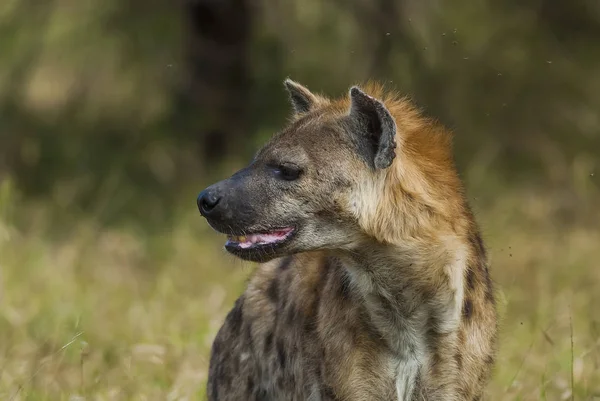 Hyena Wilde Natuur Van Zuid Afrika — Stockfoto