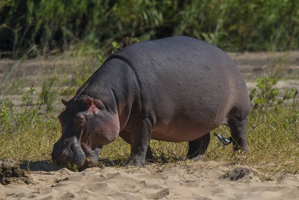 Hippo Dans Nature Sauvage Afrique Sud — Photo