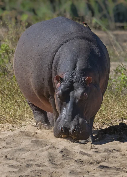 Hippo Natureza Selvagem África Sul — Fotografia de Stock