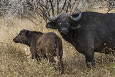 Güney Afrika cape buffalo hayvanlar