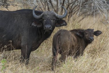Güney Afrika cape buffalo hayvanlar