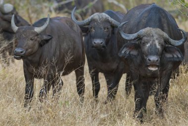 Güney Afrika cape buffalo hayvanlar