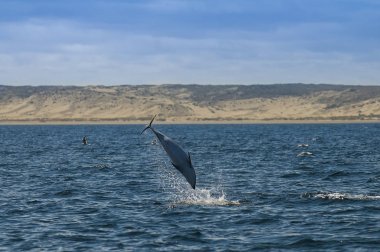 Gölgeli yunus, Patagonia, Arjantin
