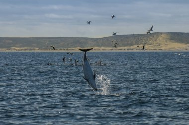 Gölgeli yunus, Patagonia, Arjantin