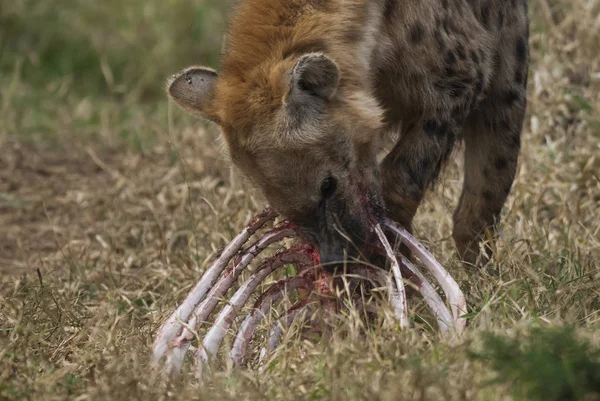 Hyena Divoké Přírody Jižní Afriky — Stock fotografie