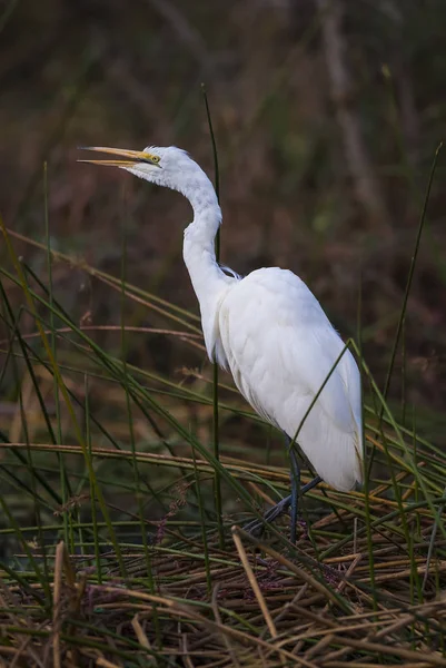 Pájaro Grulla Naturaleza Sudáfrica — Foto de Stock