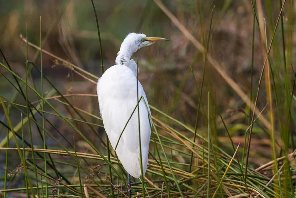 Grande Pássaro Egret Natureza África Sul — Fotografia de Stock