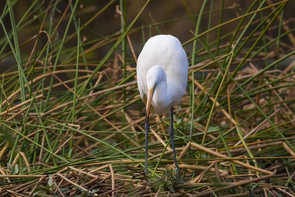 Close Van Vogelnatuur — Stockfoto