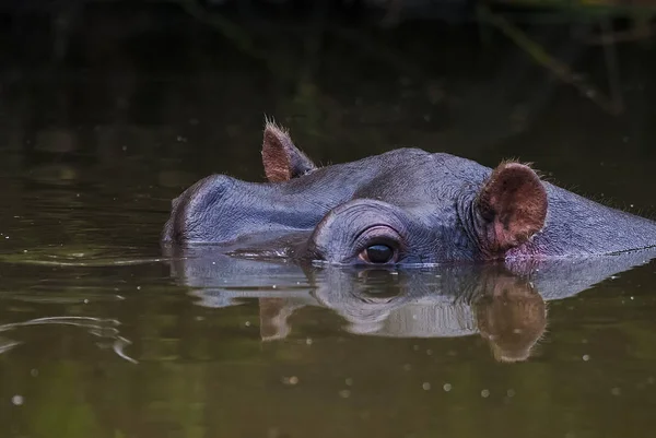 Hippo Vill Natur Sør Afrika – stockfoto