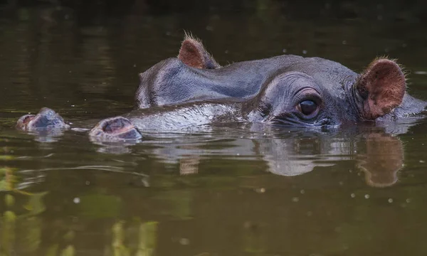 Hippo Vahşi Doğada Güney Afrika — Stok fotoğraf