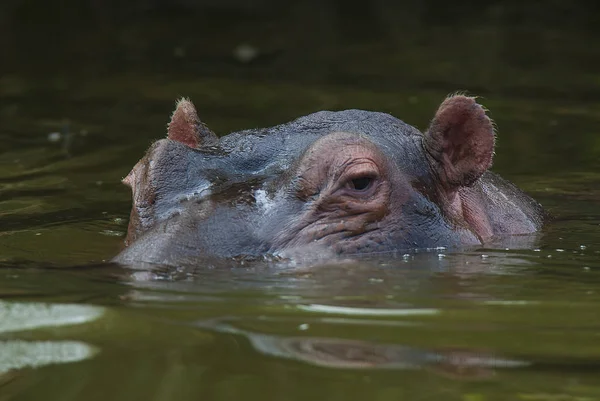 Hippo Wilde Natuur Zuid Afrika — Stockfoto