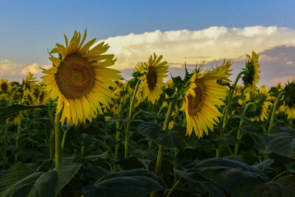 Field with sunflowers at Pampas region, Argentina