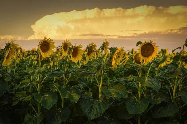 Field with sunflowers at Pampas region, Argentina