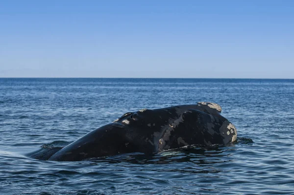 Baleine Dans Océan Atlantique Patagonie Argentine — Photo