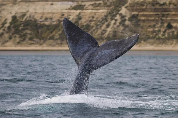 Whale Atlantic Ocean Patagonia Argentina — Stock Photo, Image