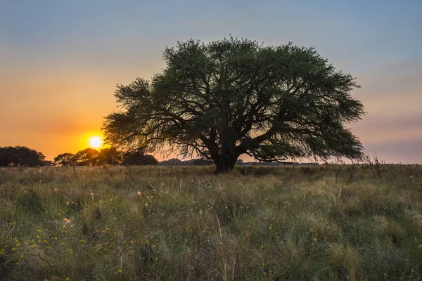 Pampas Krajobraz Czasie Zachodu Słońca Argentyna — Zdjęcie stockowe