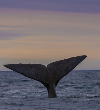Atlantik Okyanusu Patagonya Arjantin, balina