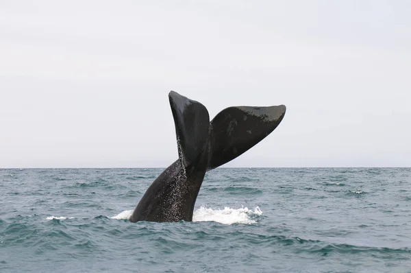 アルゼンチン パタゴニアで大西洋をクジラします — ストック写真