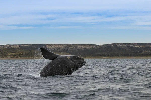 Baleine Dans Océan Atlantique Patagonie Argentine — Photo