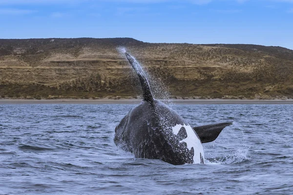 Baleine Dans Océan Atlantique Patagonie Argentine — Photo
