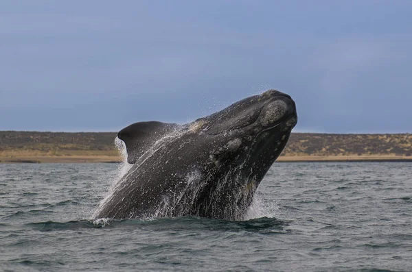 アルゼンチン パタゴニアで大西洋をクジラします — ストック写真