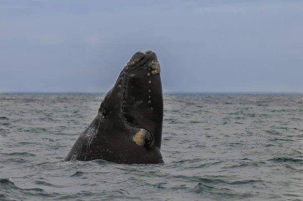 Walvissen Atlantische Oceaan Patagonië Argentinië — Stockfoto