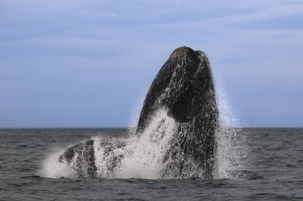 Wieloryb Oceanie Atlantyckim Patagonii Argentyna — Zdjęcie stockowe