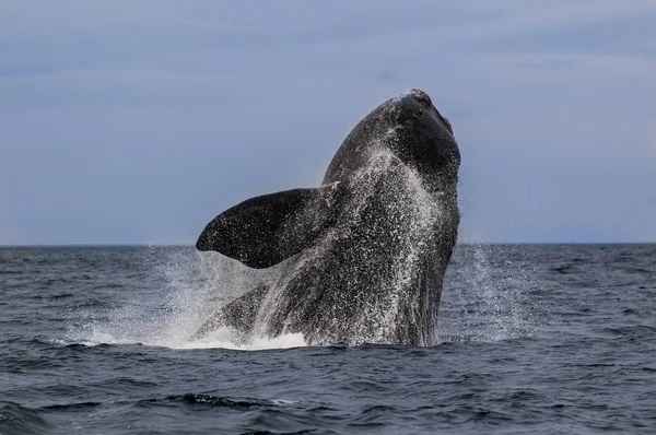 アルゼンチン パタゴニアで大西洋をクジラします — ストック写真