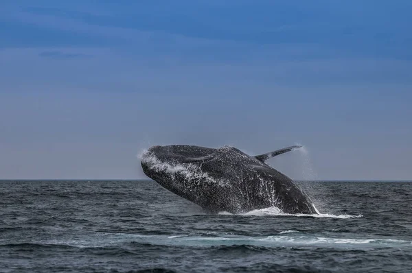 Φάλαινα Στον Ατλαντικό Ωκεανό Στην Παταγονία Αργεντινή — Φωτογραφία Αρχείου