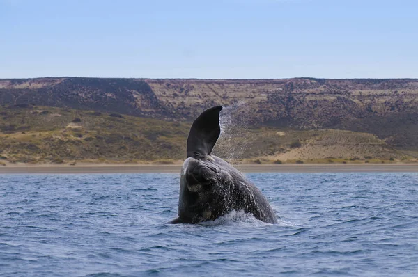 Baleine Dans Océan Atlantique Patagonie Argentine — Photo