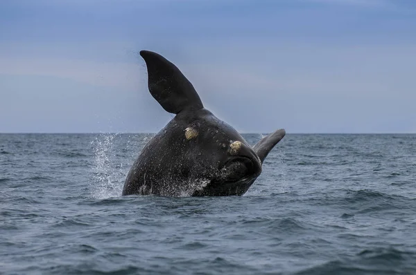 Whale Atlantic Ocean Patagonia Argentina — Stock Photo, Image