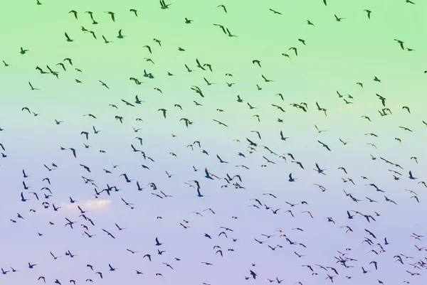 Vögel Schwärmen Freier Natur Aus — Stockfoto