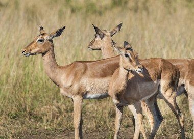 Vahşi Impalas, Güney Afrika